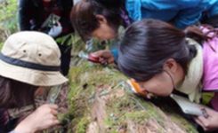 日本興起“觀察苔蘚”放松方式 盯著苔蘚看數小時
