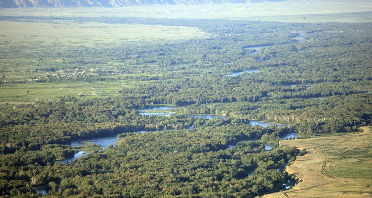 新疆额尔齐斯河河谷林