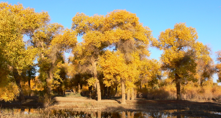 内蒙古额济纳胡杨林