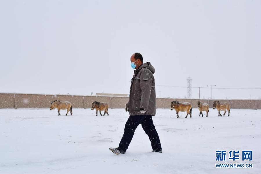 新疆：“野马保姆”的“人马情未了”