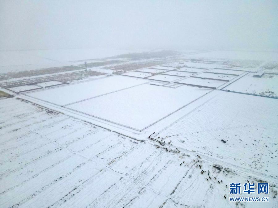 新疆：“野马保姆”的“人马情未了”