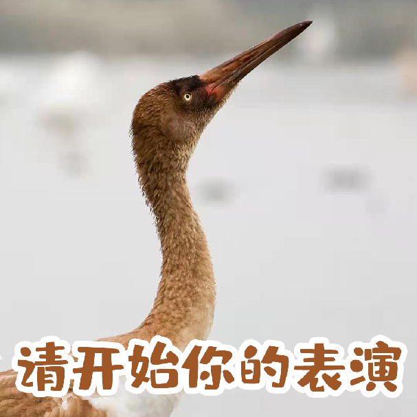 鹤新春啦天边飞来一群表情包