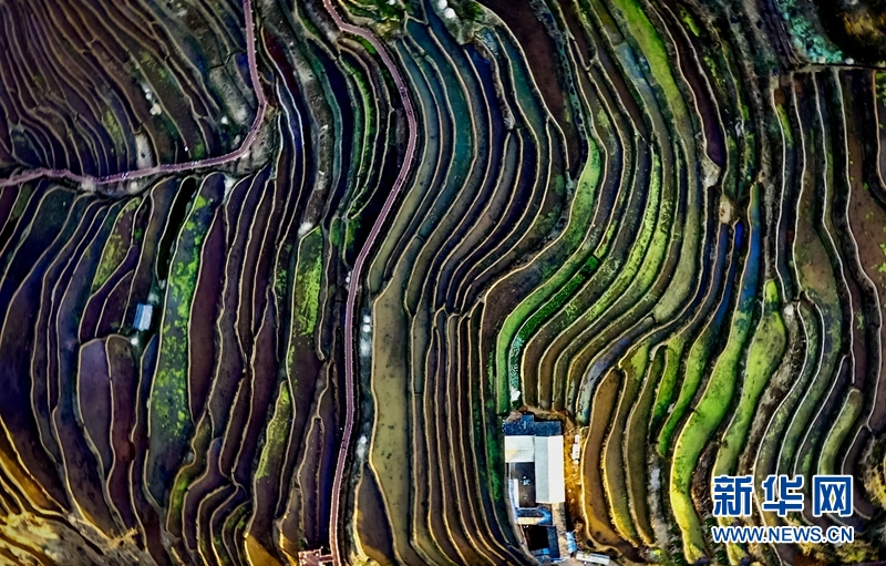 攀枝花米易梯田：层叠连绵 春色如许