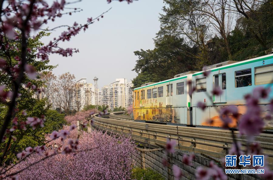 重庆：单轨列车穿越花海 带你驶向春天