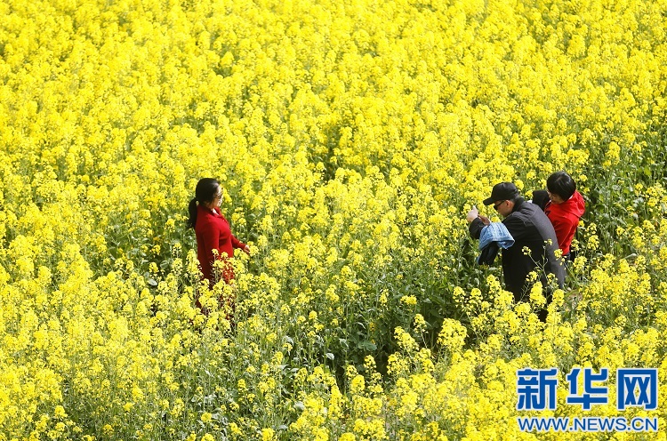 江西安义：春风十里至安义 万亩油菜花似海
