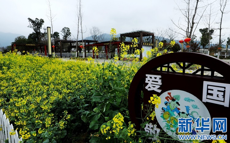 江西安义：春风十里至安义 万亩油菜花似海