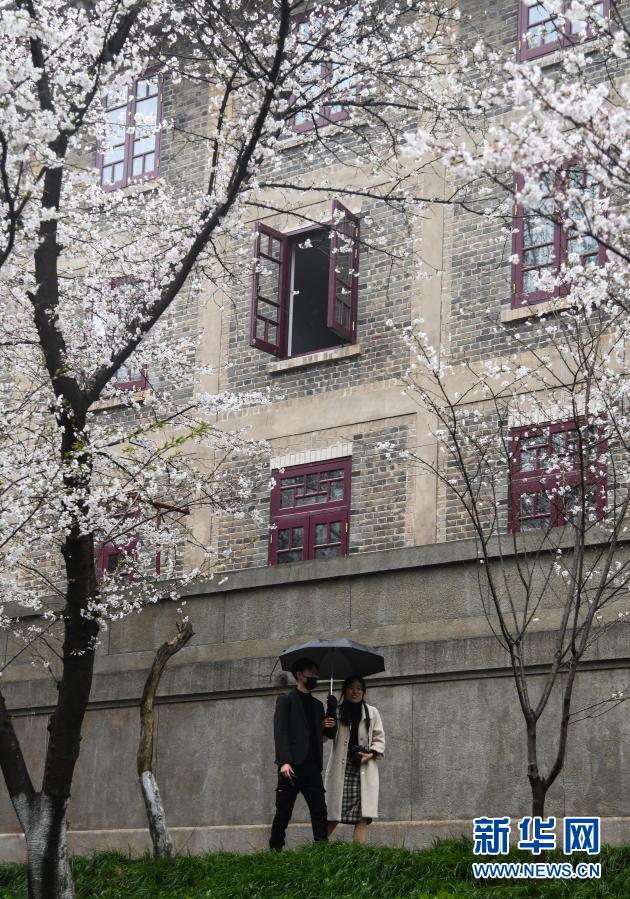 武汉大学开始接待预约游客赏樱 需提前3天