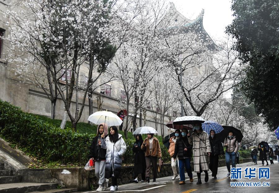 武汉大学开始接待预约游客赏樱 需提前3天