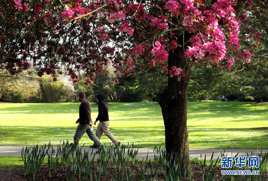 美国旧金山:满园春色关不住