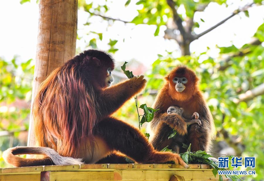 （新华视界）（1）活跃的&ldquo;猴爸&rdquo;