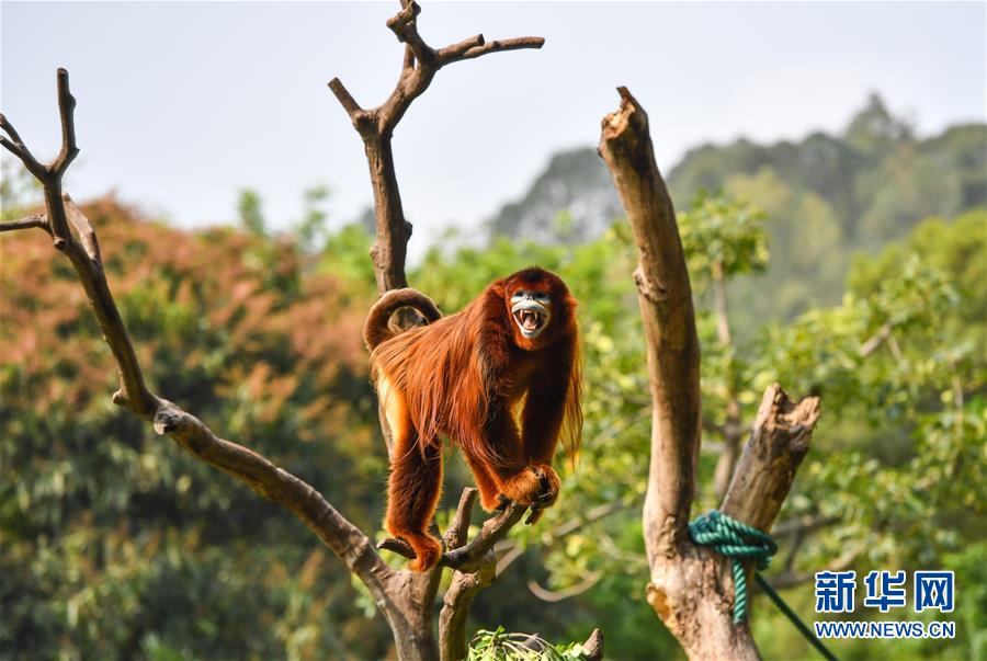 （新华视界）（4）活跃的&ldquo;猴爸&rdquo;