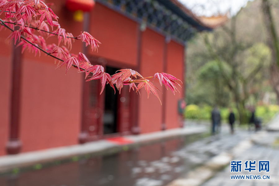 广西千年古寺迎来红叶观赏期（最新发布）