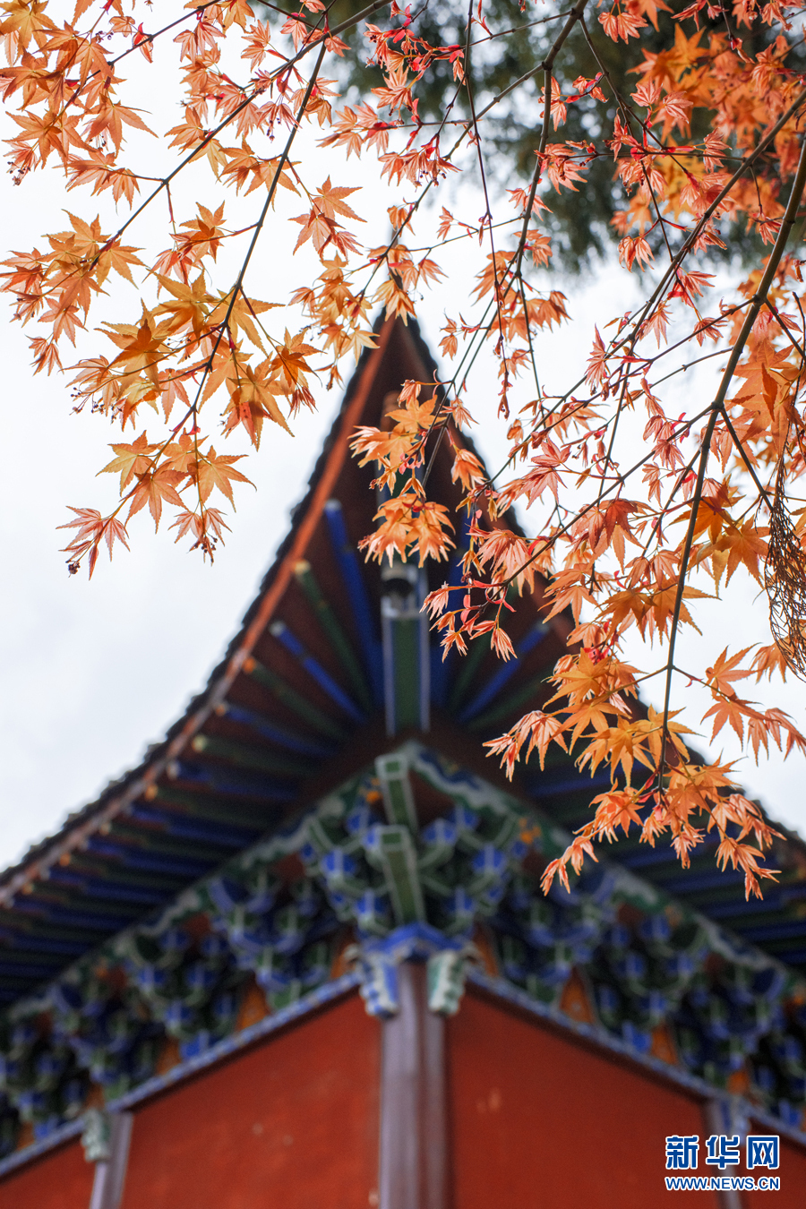 广西千年古寺迎来红叶观赏期（最新发布）