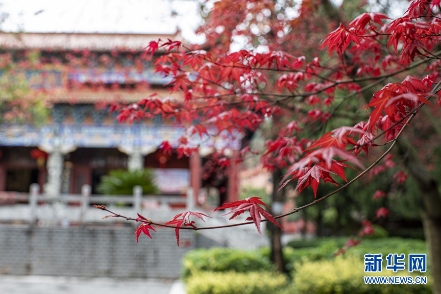 广西千年古寺迎来红叶观赏期（最新发布）