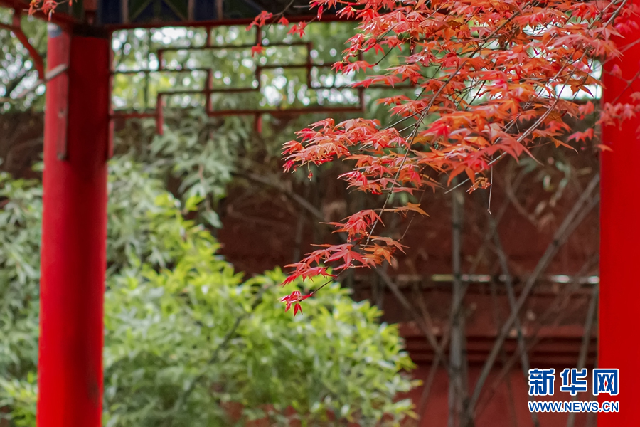 广西千年古寺迎来红叶观赏期（最新发布）