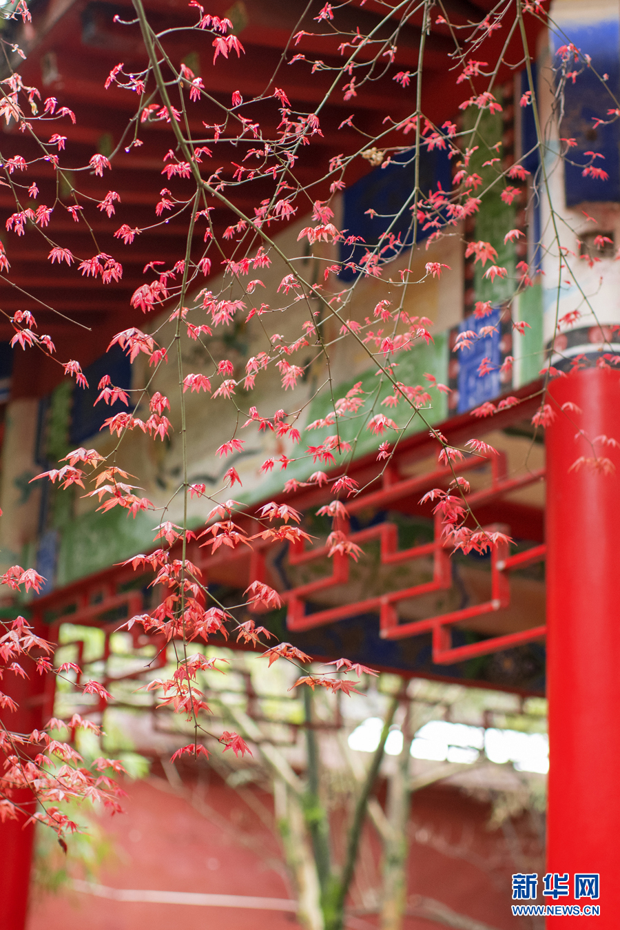 广西千年古寺迎来红叶观赏期（最新发布）