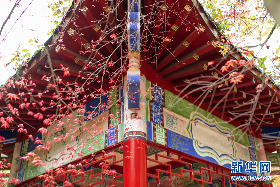 广西千年古寺迎来红叶观赏期（最新发布）