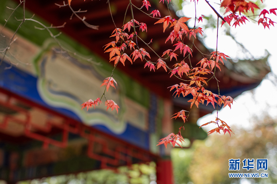 广西千年古寺迎来红叶观赏期（最新发布）