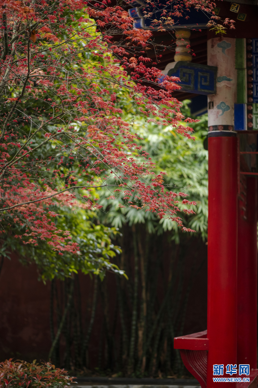 广西千年古寺迎来红叶观赏期（最新发布）