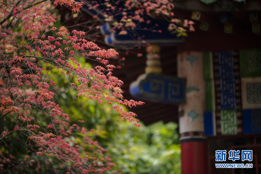 广西千年古寺迎来红叶观赏期（最新发布）