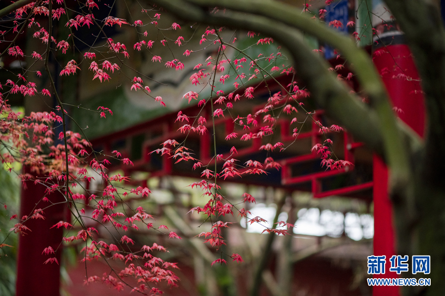 广西千年古寺迎来红叶观赏期（最新发布）