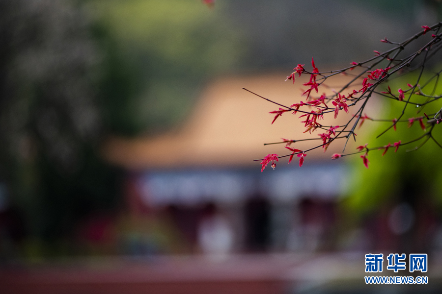 广西千年古寺迎来红叶观赏期（最新发布）