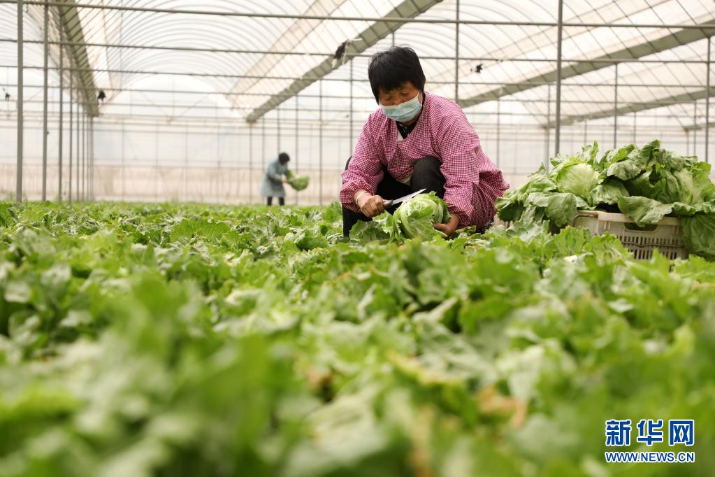 河北隆尧：发展高效农业 助力乡村振兴（最新发布）