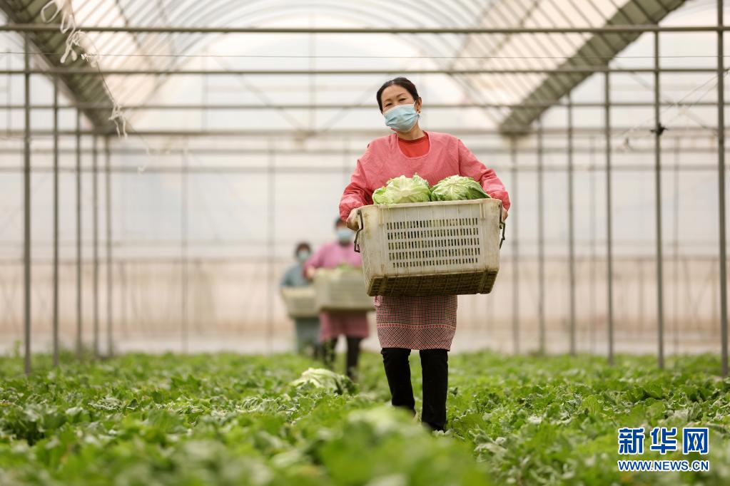 河北隆尧：发展高效农业 助力乡村振兴（最新发布）