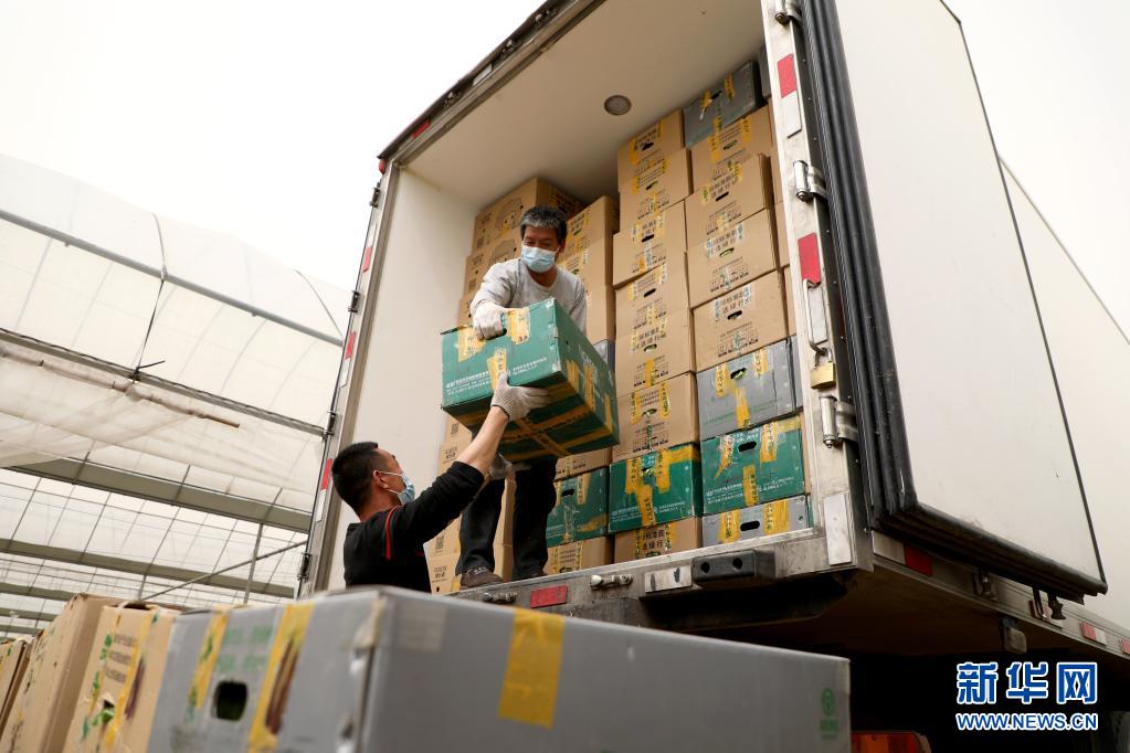 河北隆尧：发展高效农业 助力乡村振兴（最新发布）