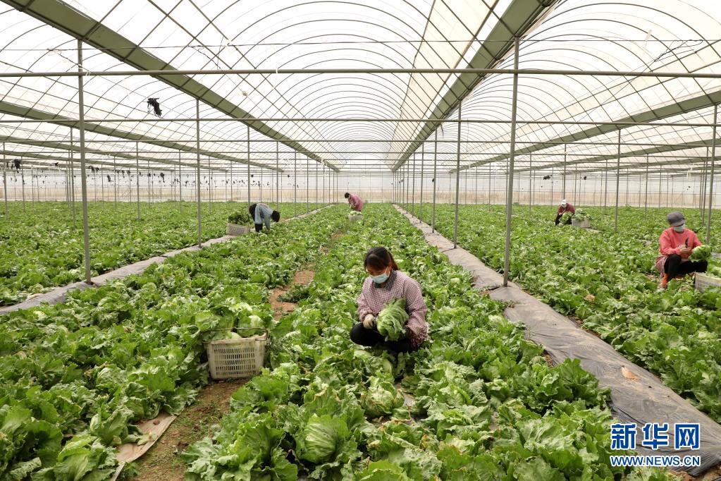 河北隆尧：发展高效农业 助力乡村振兴（最新发布）