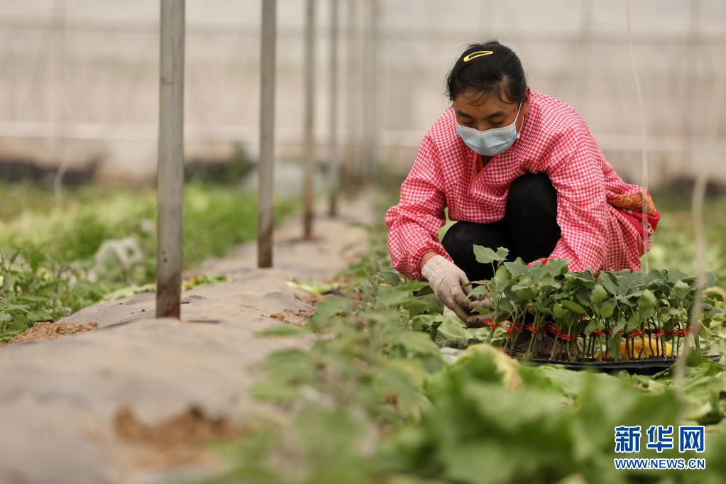 河北隆尧：发展高效农业 助力乡村振兴（最新发布）