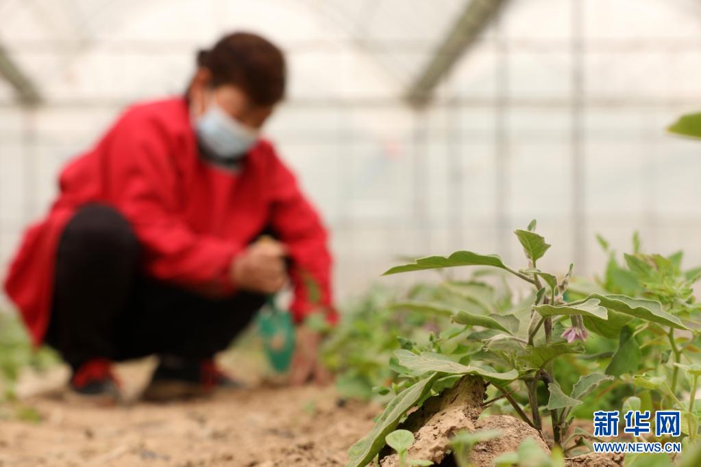 河北隆尧：发展高效农业 助力乡村振兴（最新发布）