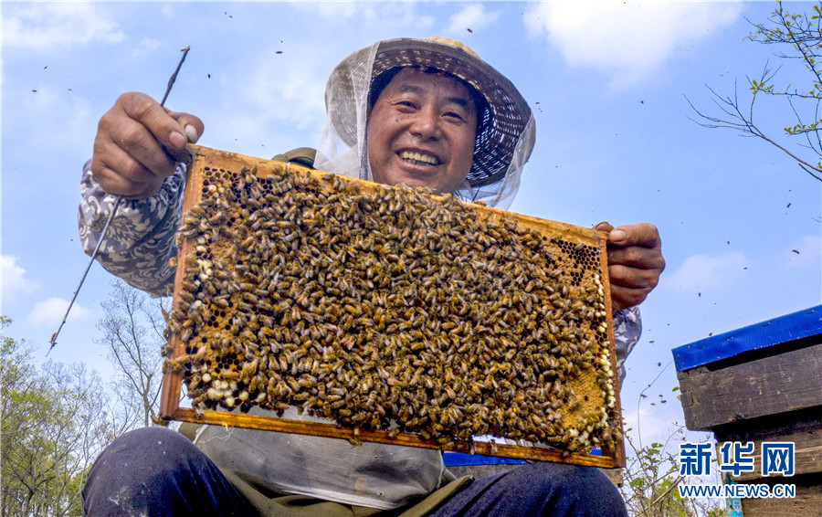 春暖花开 蜂农酝酿甜蜜事业忙