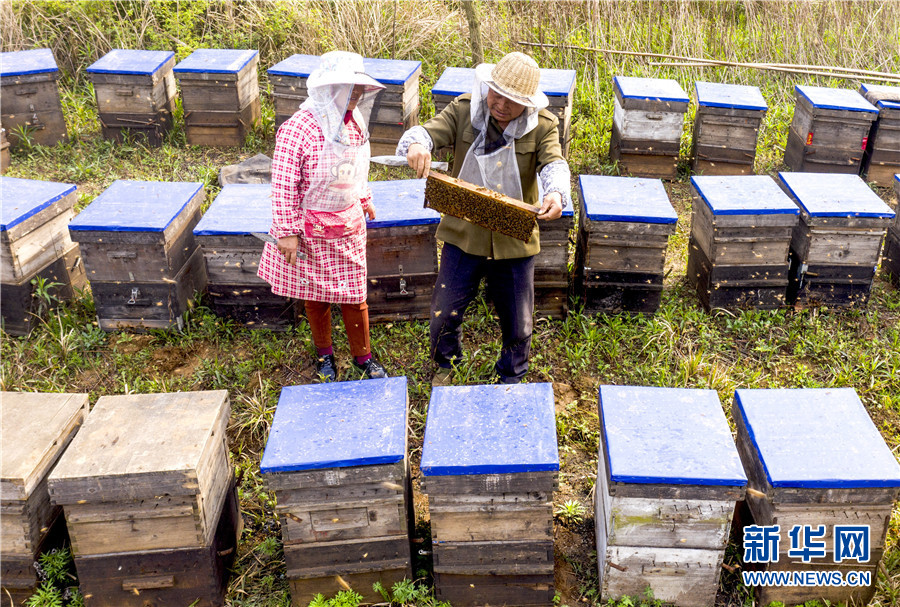 春暖花开 蜂农酝酿甜蜜事业忙