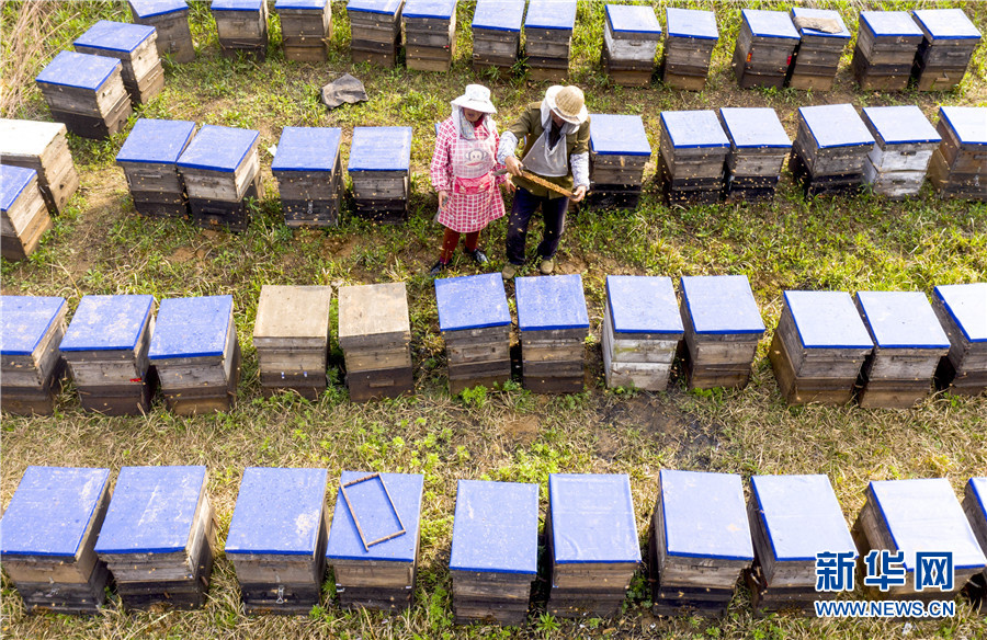春暖花开 蜂农酝酿甜蜜事业忙