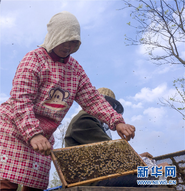 春暖花开 蜂农酝酿甜蜜事业忙