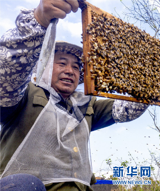 春暖花开 蜂农酝酿甜蜜事业忙