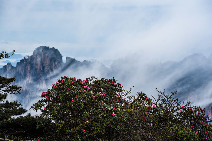 安徽黄山：烂漫杜鹃与壮观云海惊艳“同框”