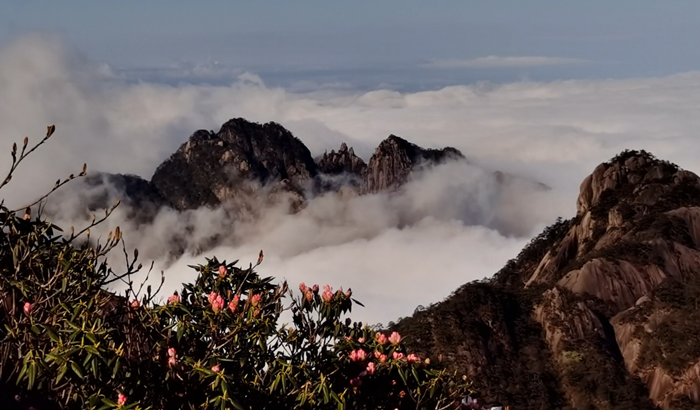 安徽黄山：烂漫杜鹃与壮观云海惊艳“同框”