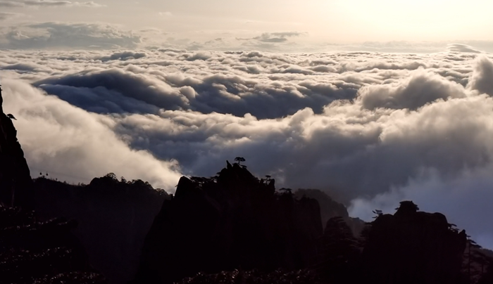安徽黄山：烂漫杜鹃与壮观云海惊艳“同框”