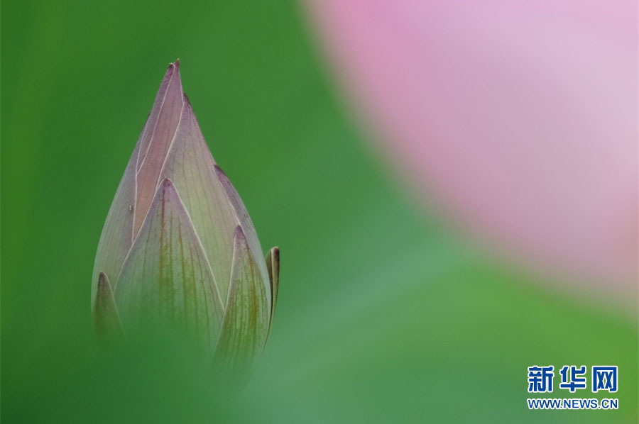 安徽芜湖：小荷尖尖 夏浅胜春