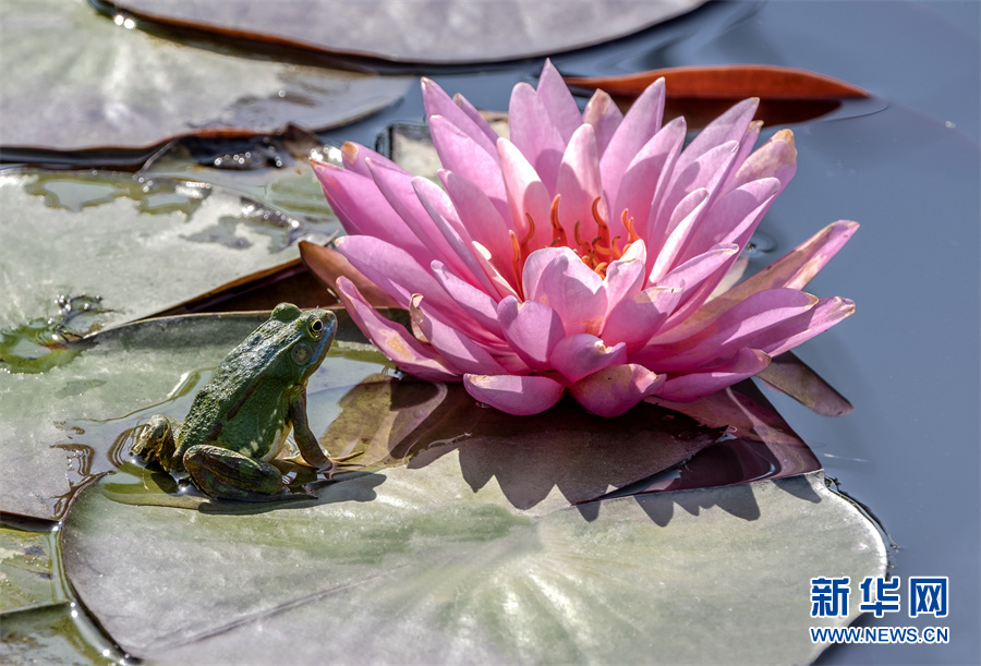 安徽芜湖：小荷尖尖 夏浅胜春