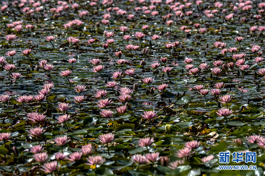 安徽芜湖：小荷尖尖 夏浅胜春