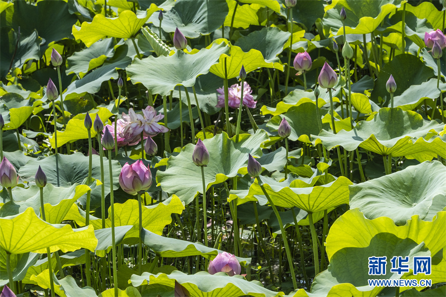 安徽芜湖：小荷尖尖 夏浅胜春