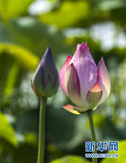 安徽芜湖：小荷尖尖 夏浅胜春