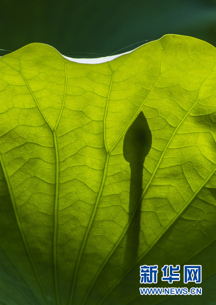 安徽芜湖：小荷尖尖 夏浅胜春