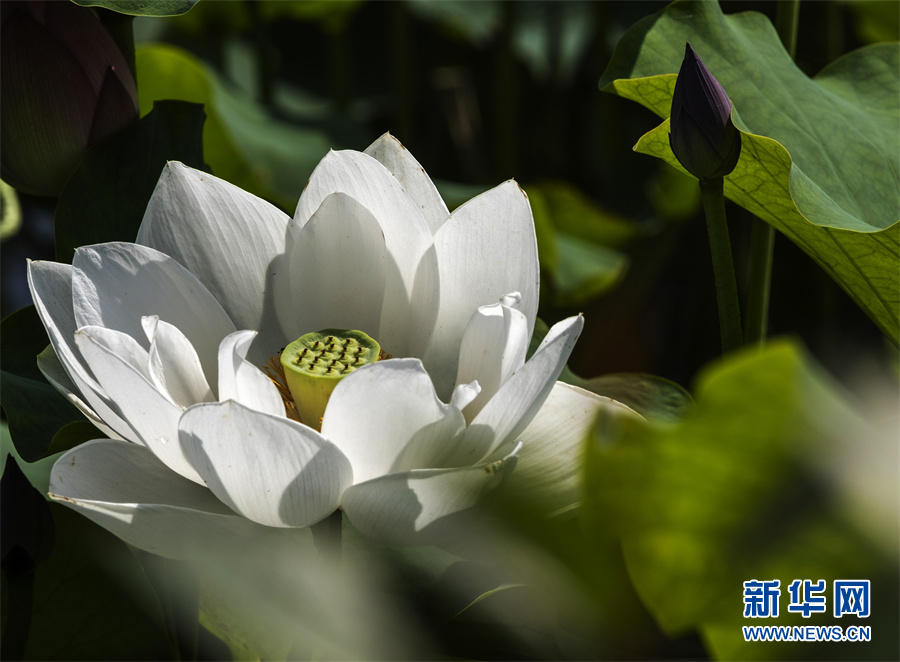 安徽芜湖：小荷尖尖 夏浅胜春