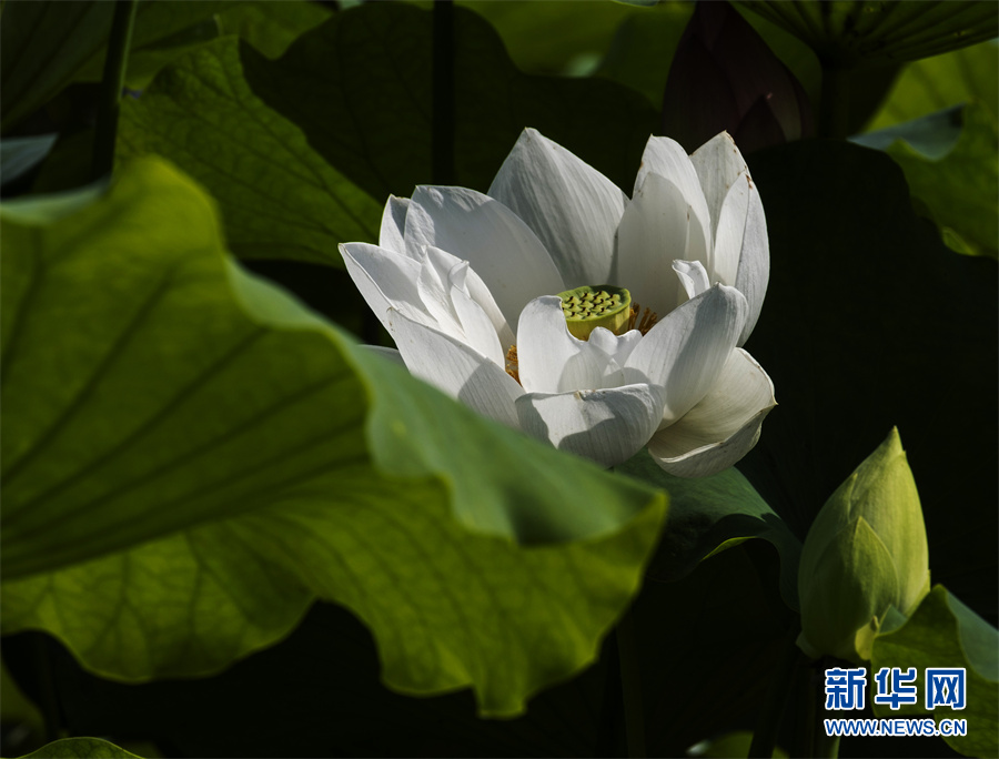 安徽芜湖：小荷尖尖 夏浅胜春