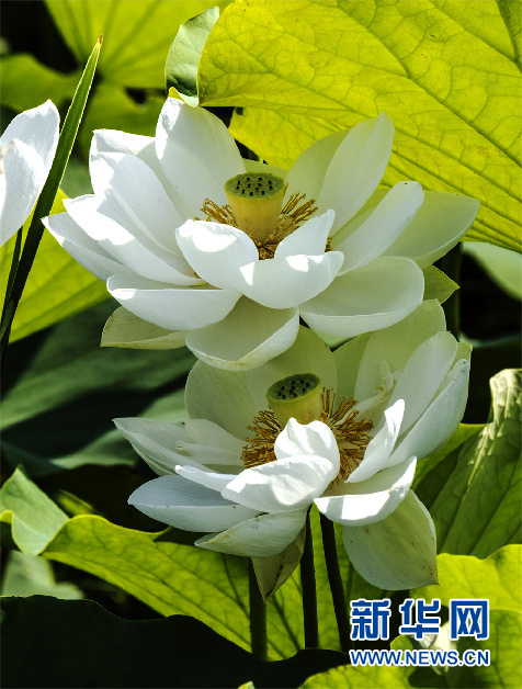 安徽芜湖：小荷尖尖 夏浅胜春