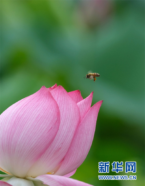 安徽芜湖：小荷尖尖 夏浅胜春